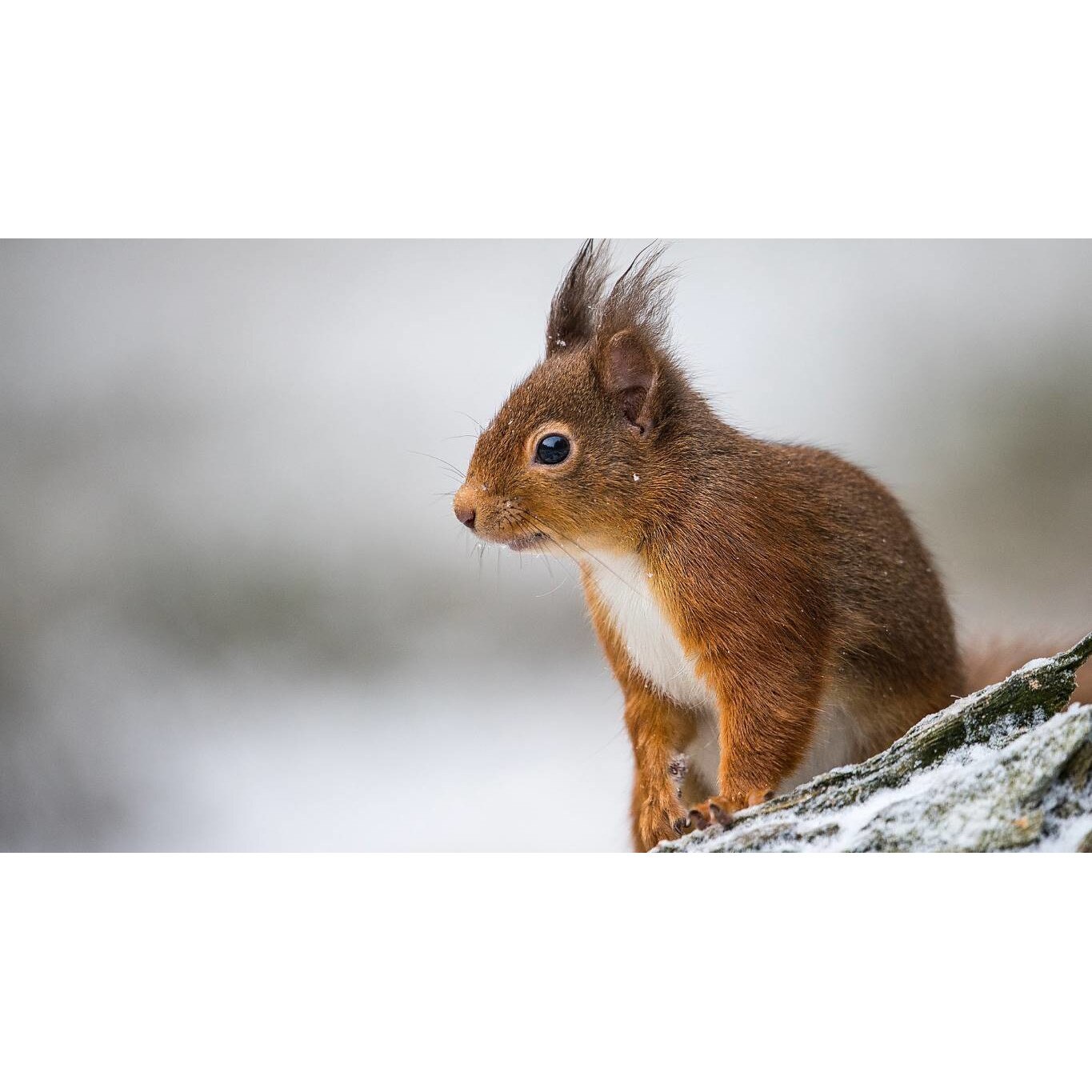 Tablou canvas 50x35 cm, Animale model 387