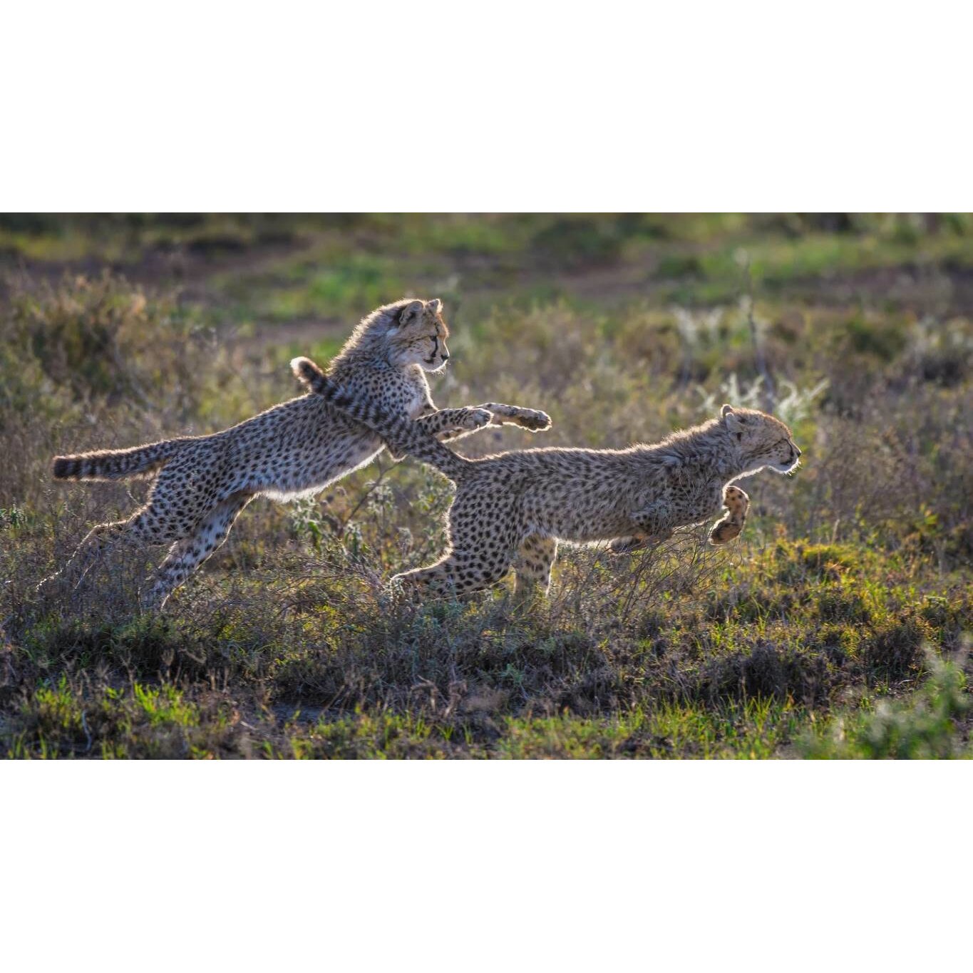 Tablou canvas 90x50 cm, Animale model 401