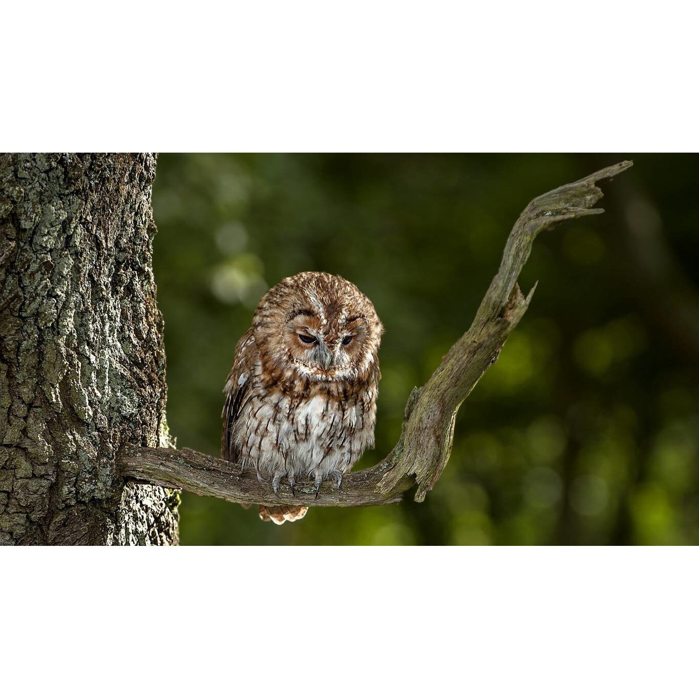 Tablou canvas 90x50 cm, Animale model 375