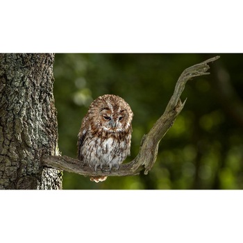 Tablou canvas 50x35 cm, Animale model 375 Tablou canvas 50x35 cm, Animale model 375