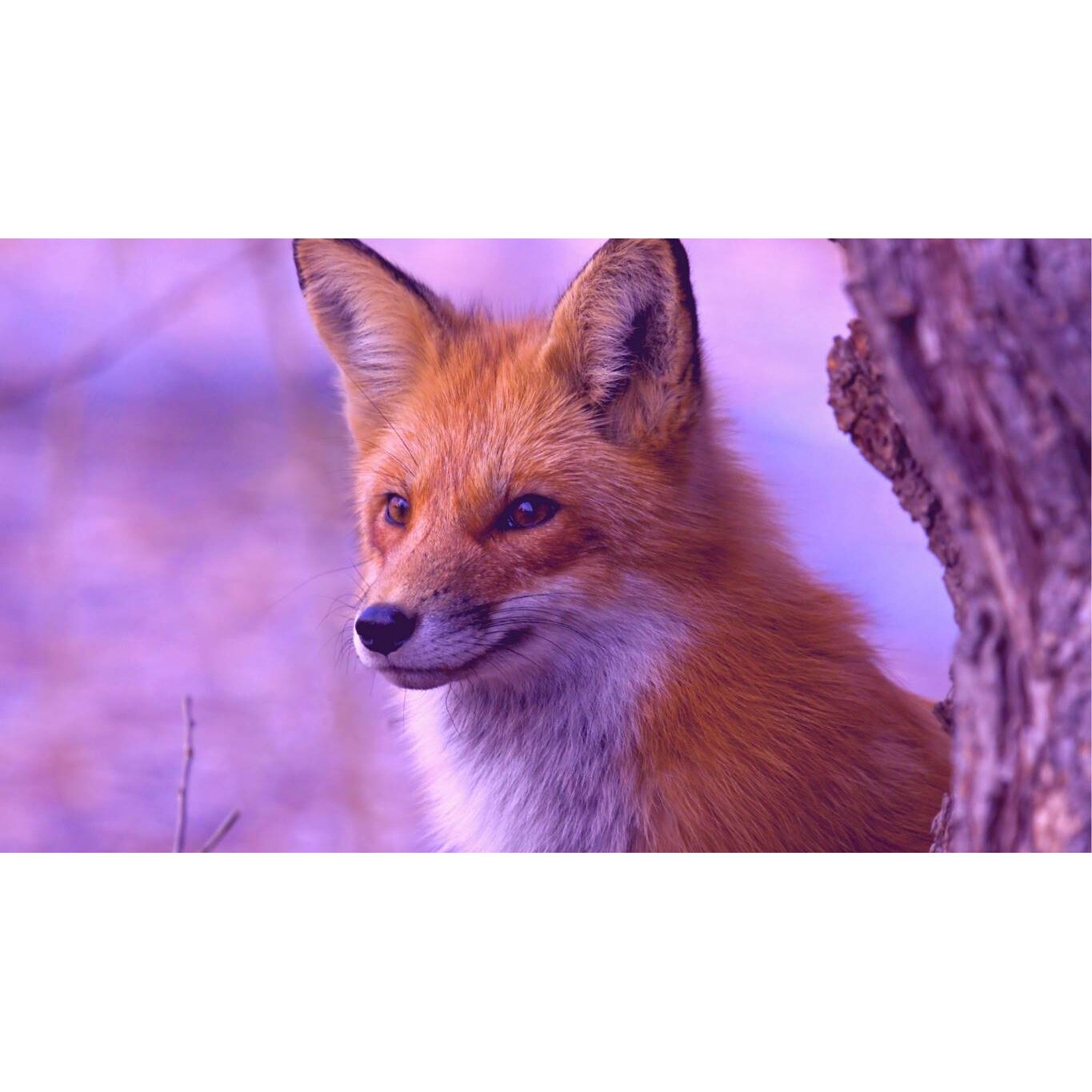 Tablou canvas 75x50 cm, Animale model 391