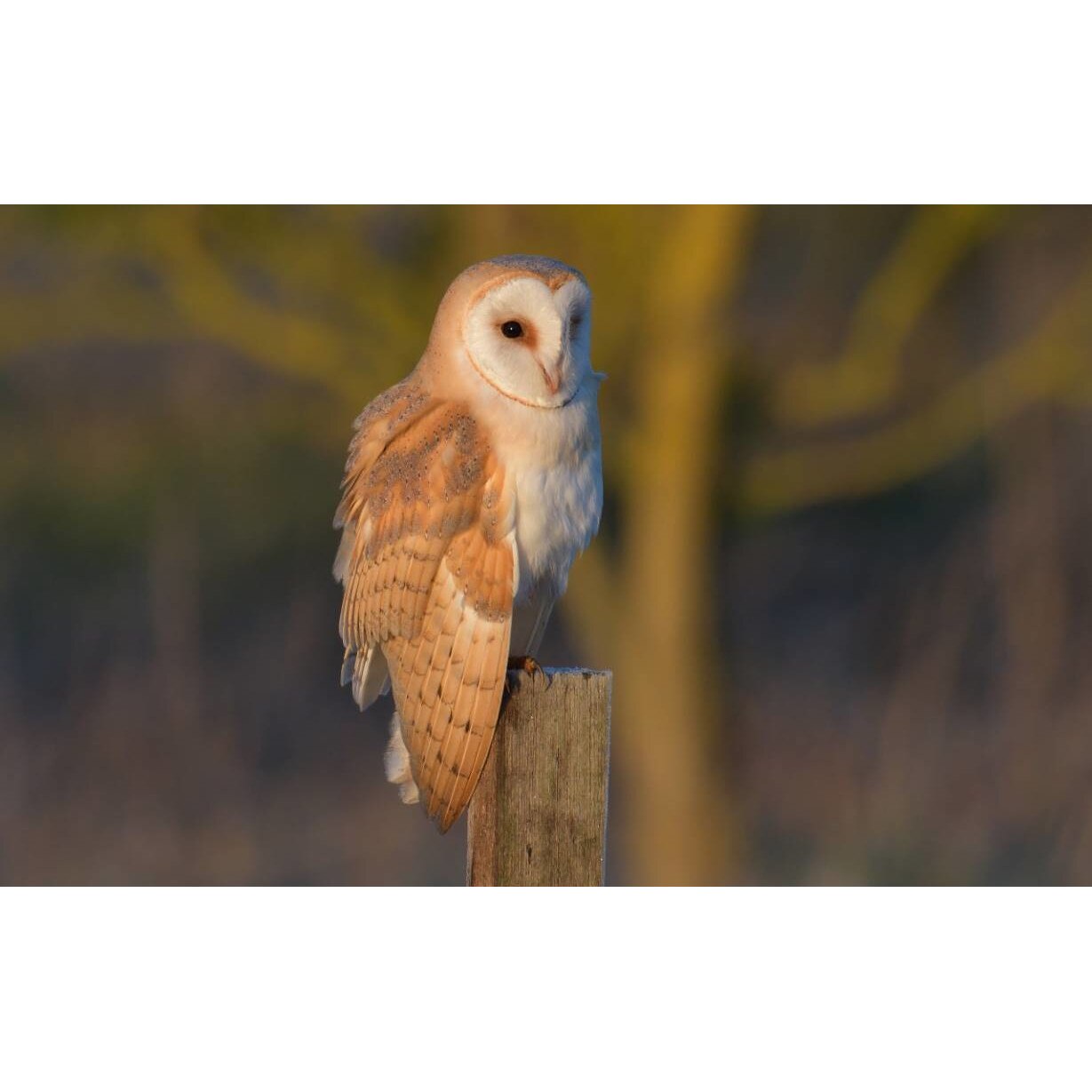 Tablou canvas 90x50 cm, Animale model 415