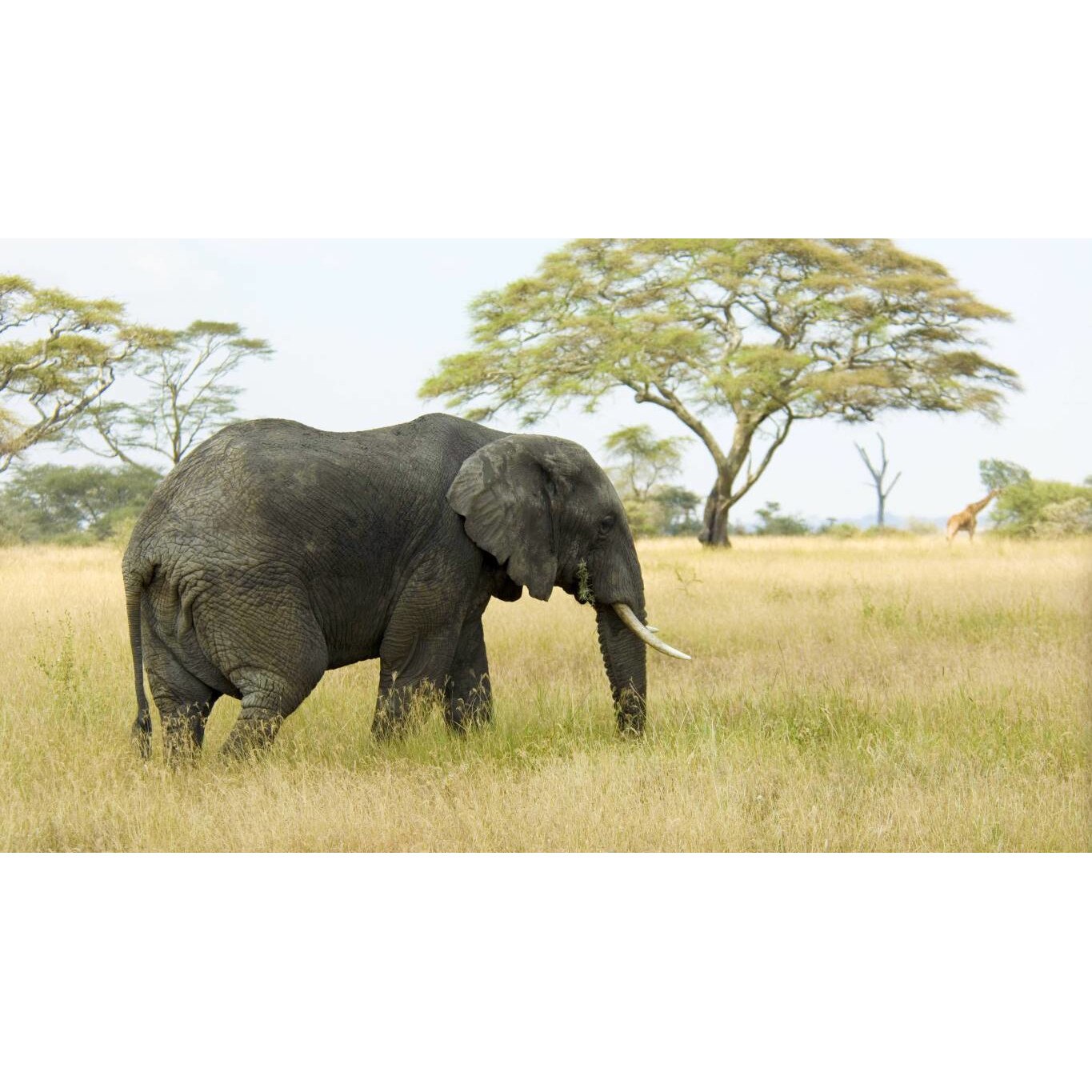 Tablou canvas 75x50 cm, Animale model 409