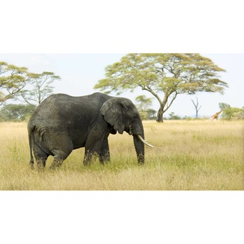 Tablou canvas 90x50 cm, Animale model 409 Tablou canvas 90x50 cm, Animale model 409