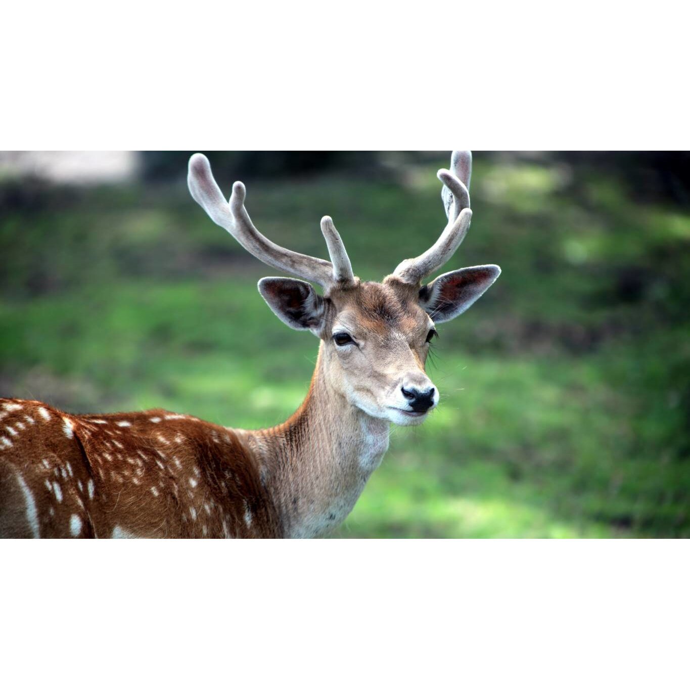 Tablou canvas 90x50 cm, Animale model 411