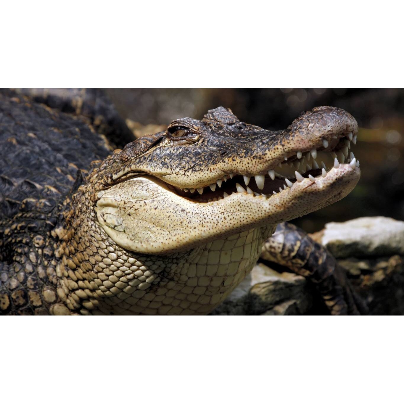 Tablou canvas 50x35 cm, Animale model 419