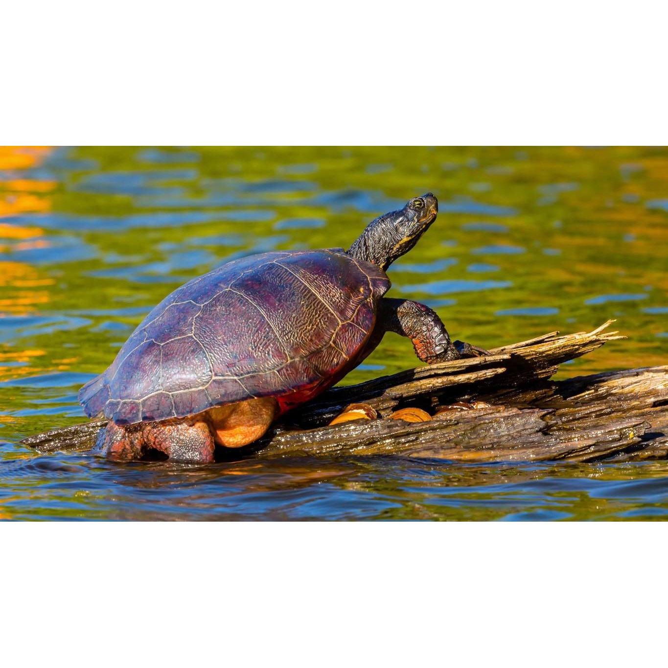 Tablou canvas 75x50 cm, Animale model 410