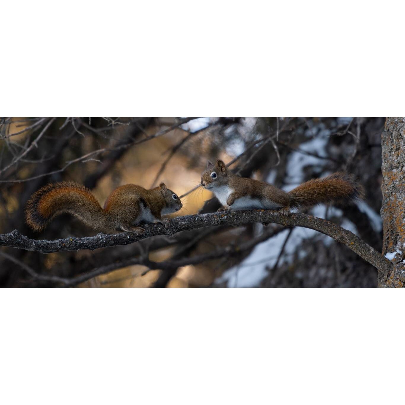 Tablou canvas 90x50 cm, Animale model 398