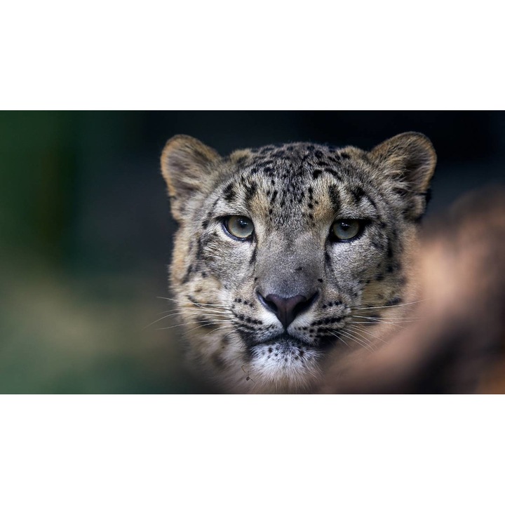 Tablou canvas 50x35 cm, Animale model 435