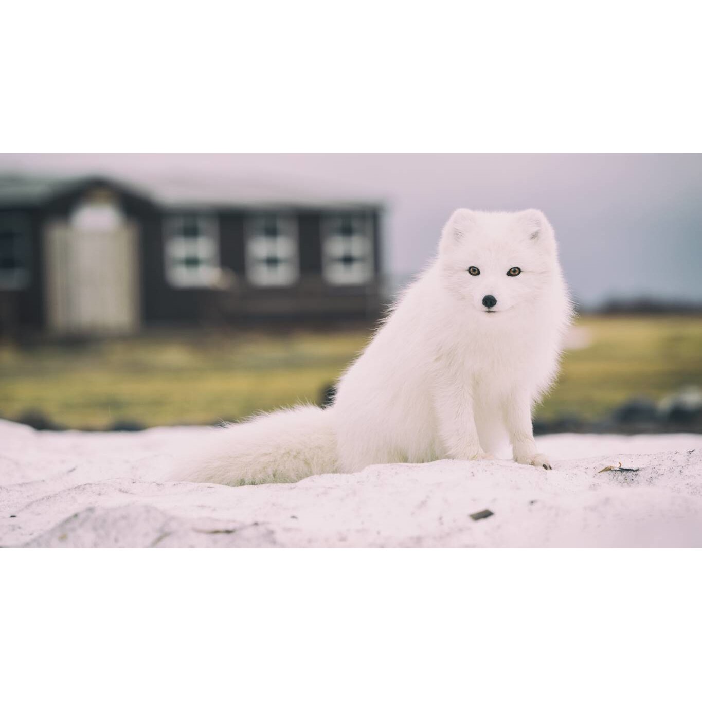 Tablou canvas 50x35 cm, Animale model 414