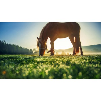 Tablou canvas 50x35 cm, Animale model 426 Tablou canvas 50x35 cm, Animale model 426