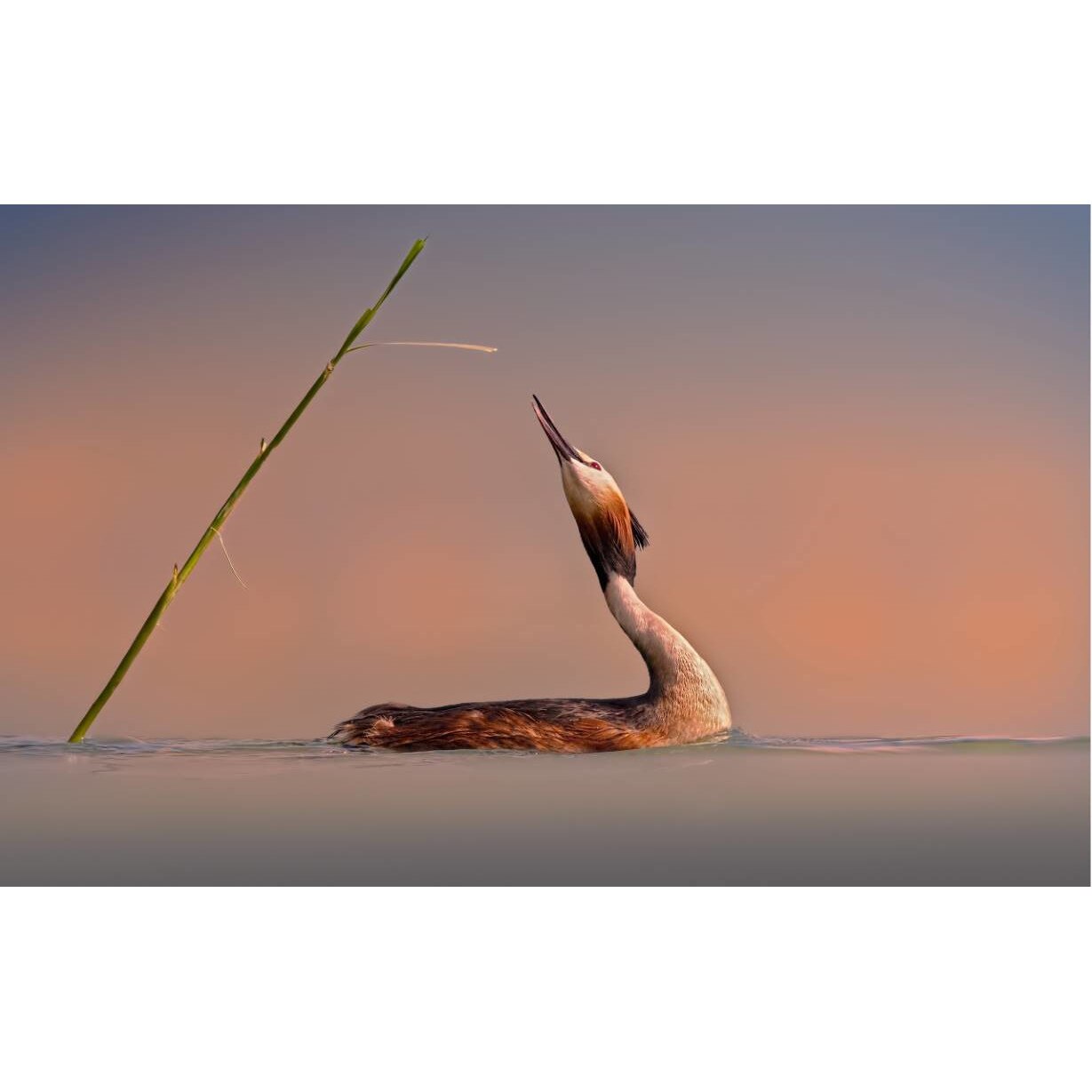 Tablou canvas 90x50 cm, Animale model 421