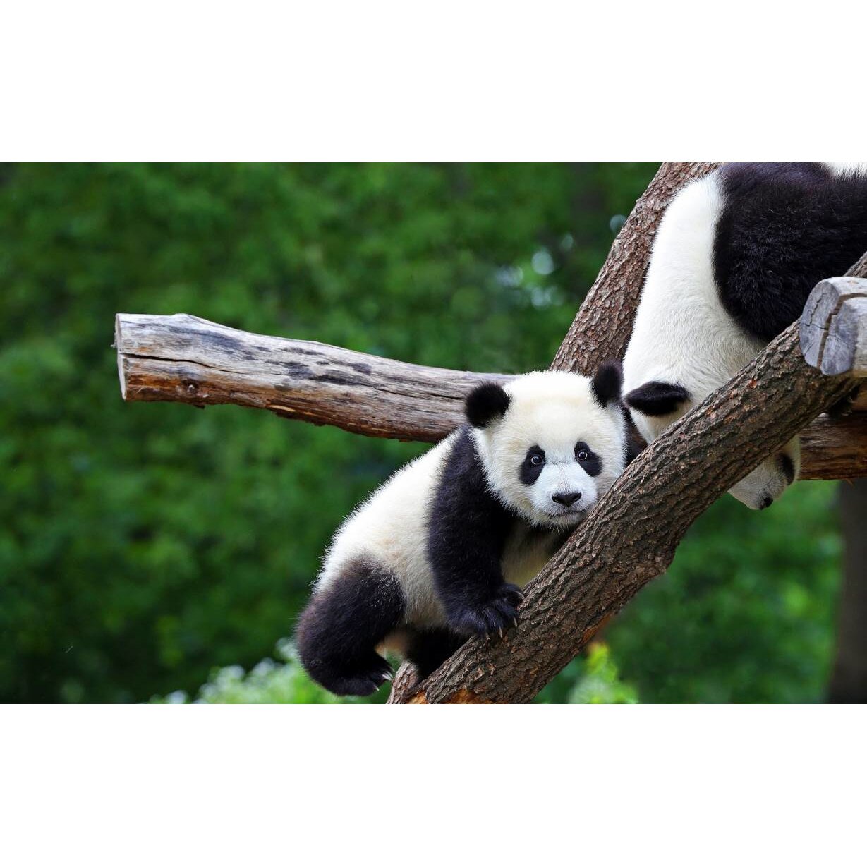 Tablou canvas 50x35 cm, Animale model 437