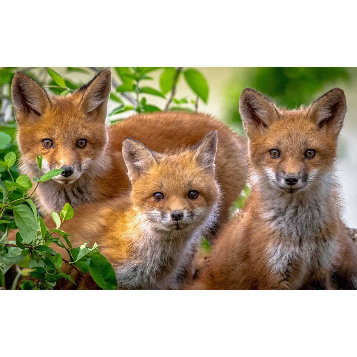 Tablou canvas 75x50 cm, Animale model 432