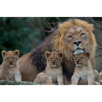 Tablou canvas 50x35 cm, Animale model 423 Tablou canvas 50x35 cm, Animale model 423