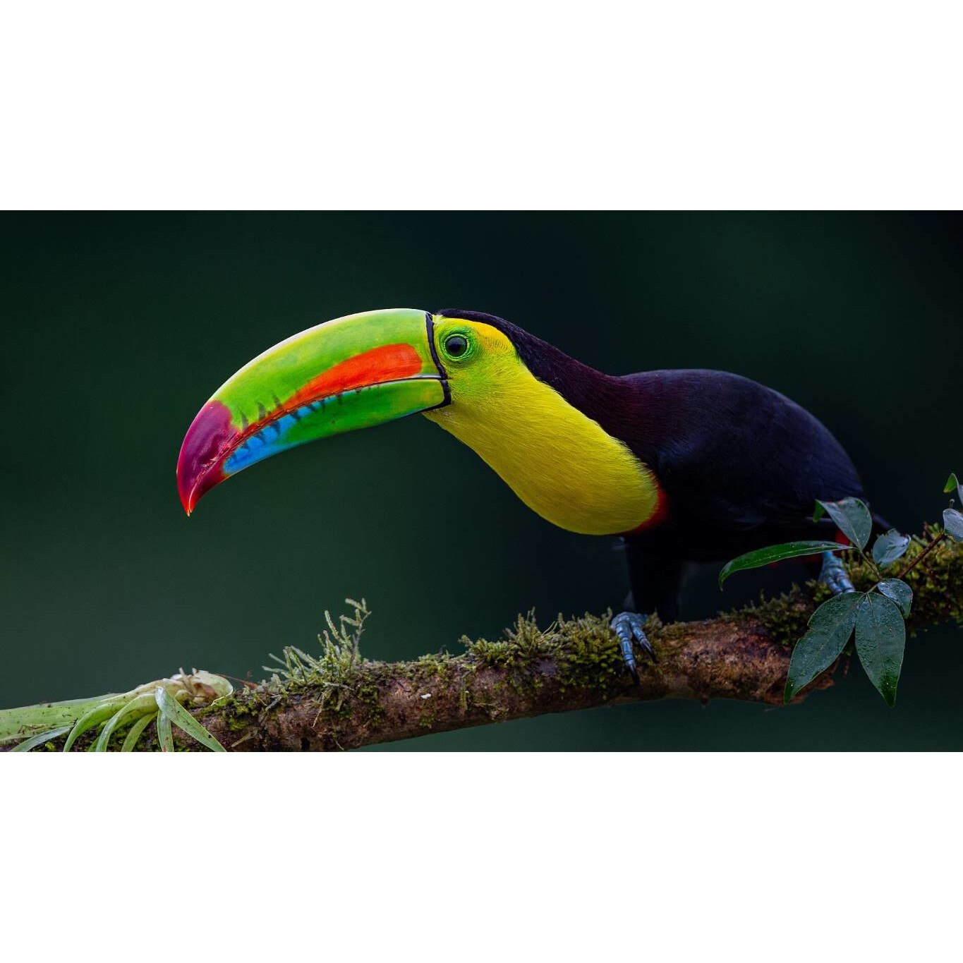 Tablou canvas 50x35 cm, Animale model 434