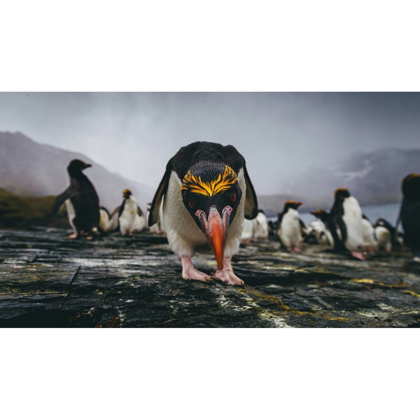 Tablou canvas 90x50 cm, Animale model 417