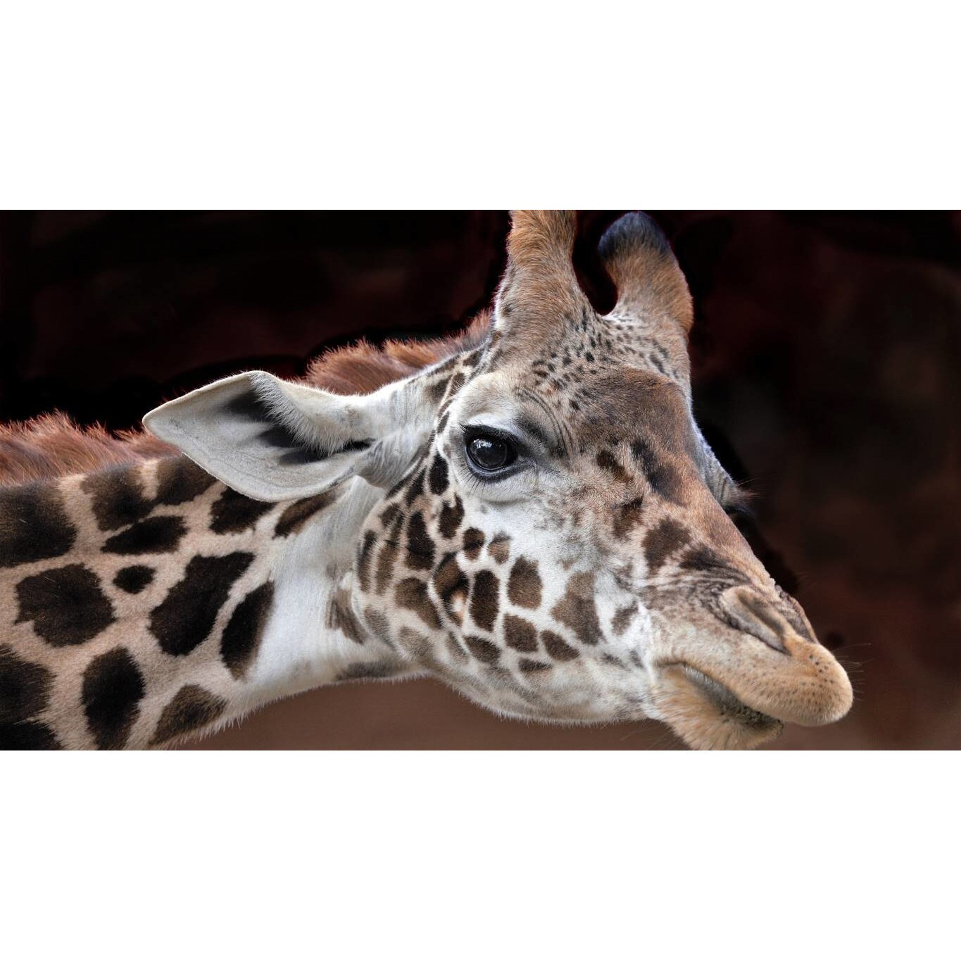 Tablou canvas 75x50 cm, Animale model 413