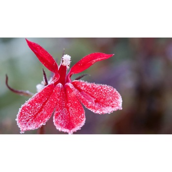 Tablou canvas 75x50 cm, Natura cu Flori model 305 Tablou canvas 75x50 cm, Natura cu Flori model 305