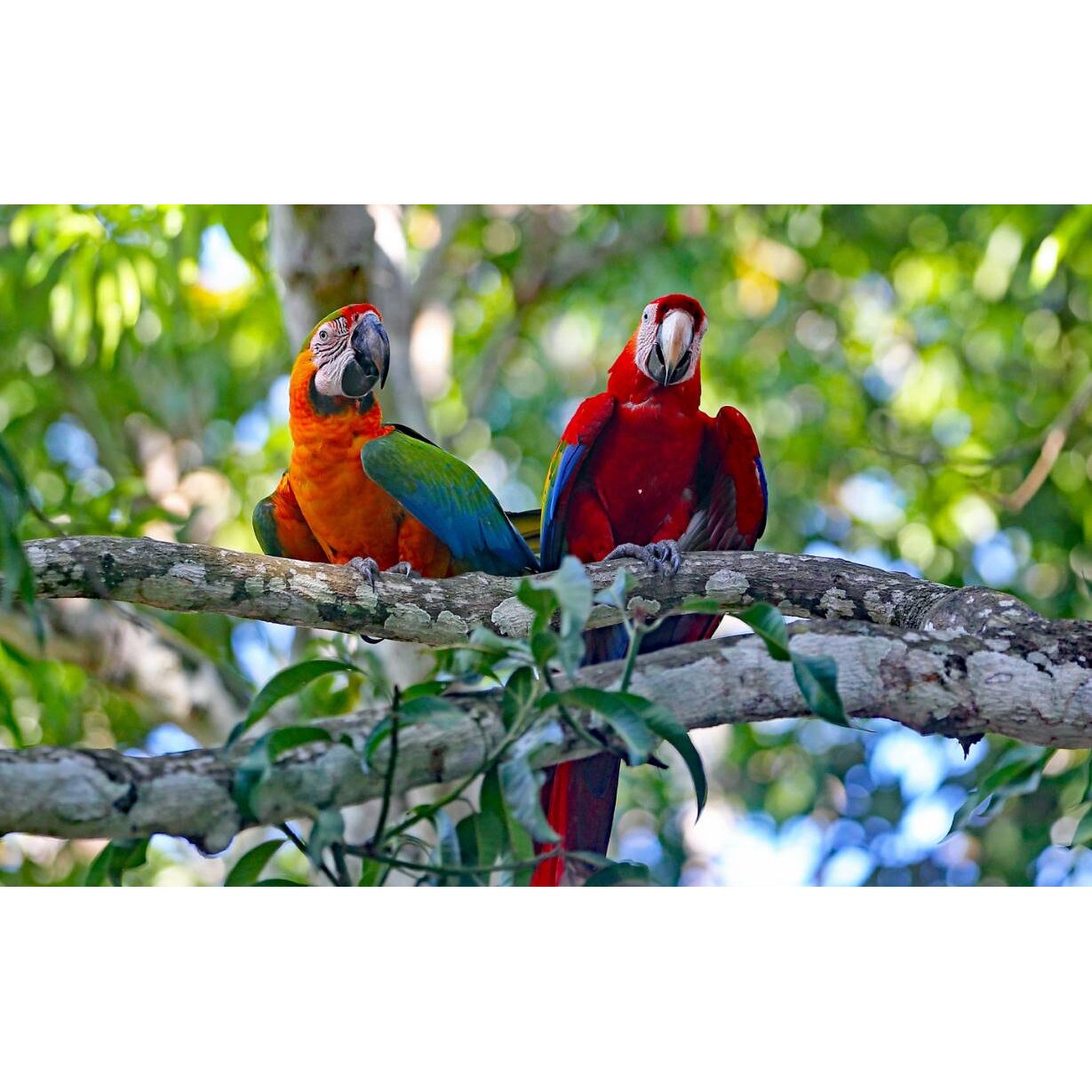 Tablou canvas 50x35 cm, Animale model 425