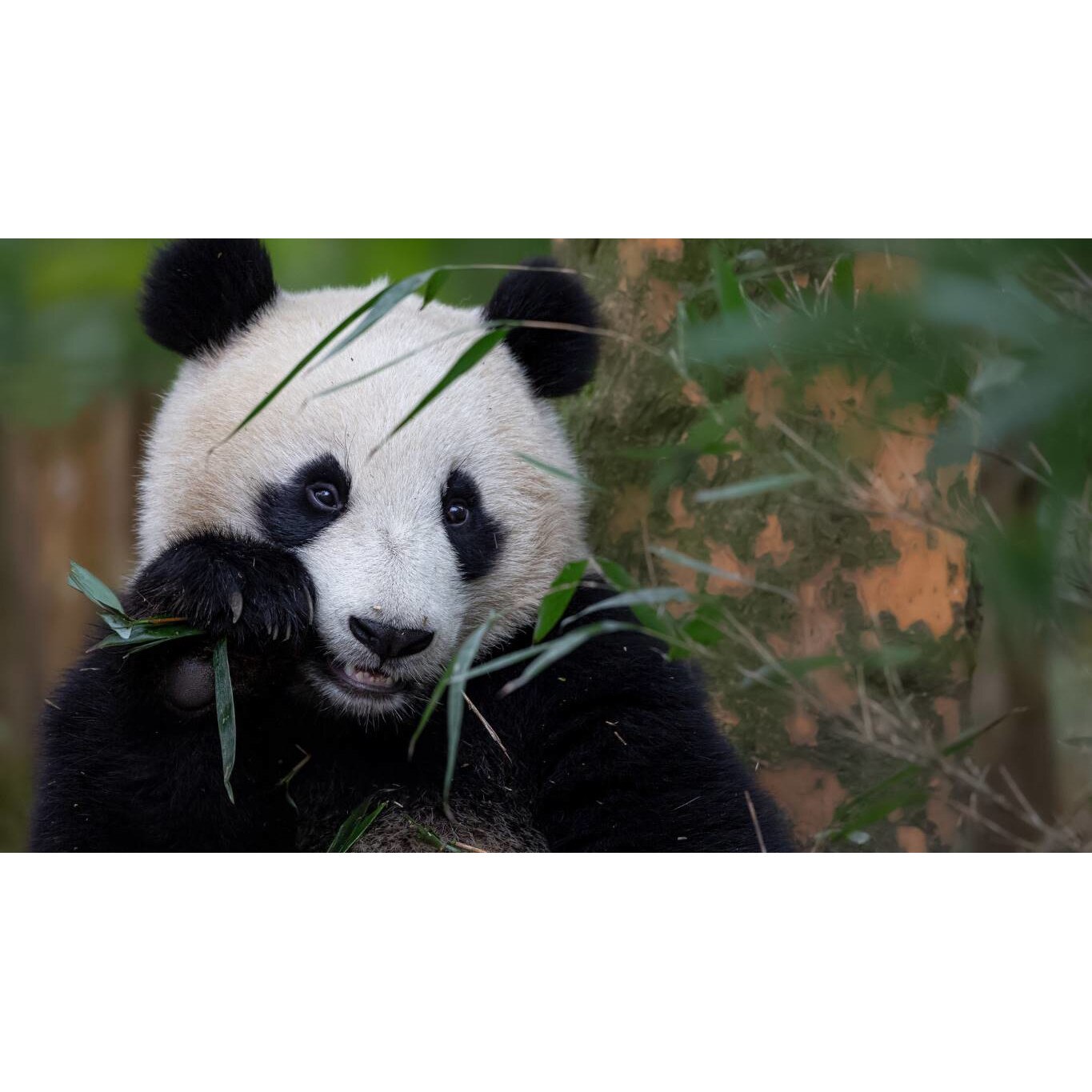 Tablou canvas 50x35 cm, Animale model 448