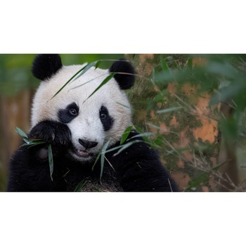 Tablou canvas 50x35 cm, Animale model 448 Tablou canvas 50x35 cm, Animale model 448