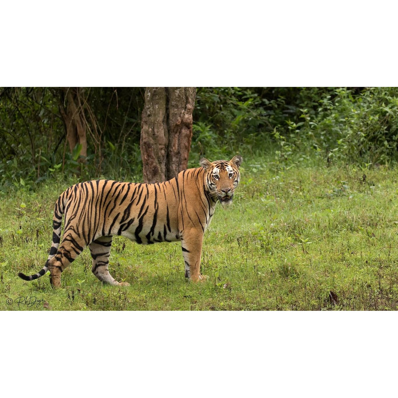 Tablou canvas 90x50 cm, Animale model 427