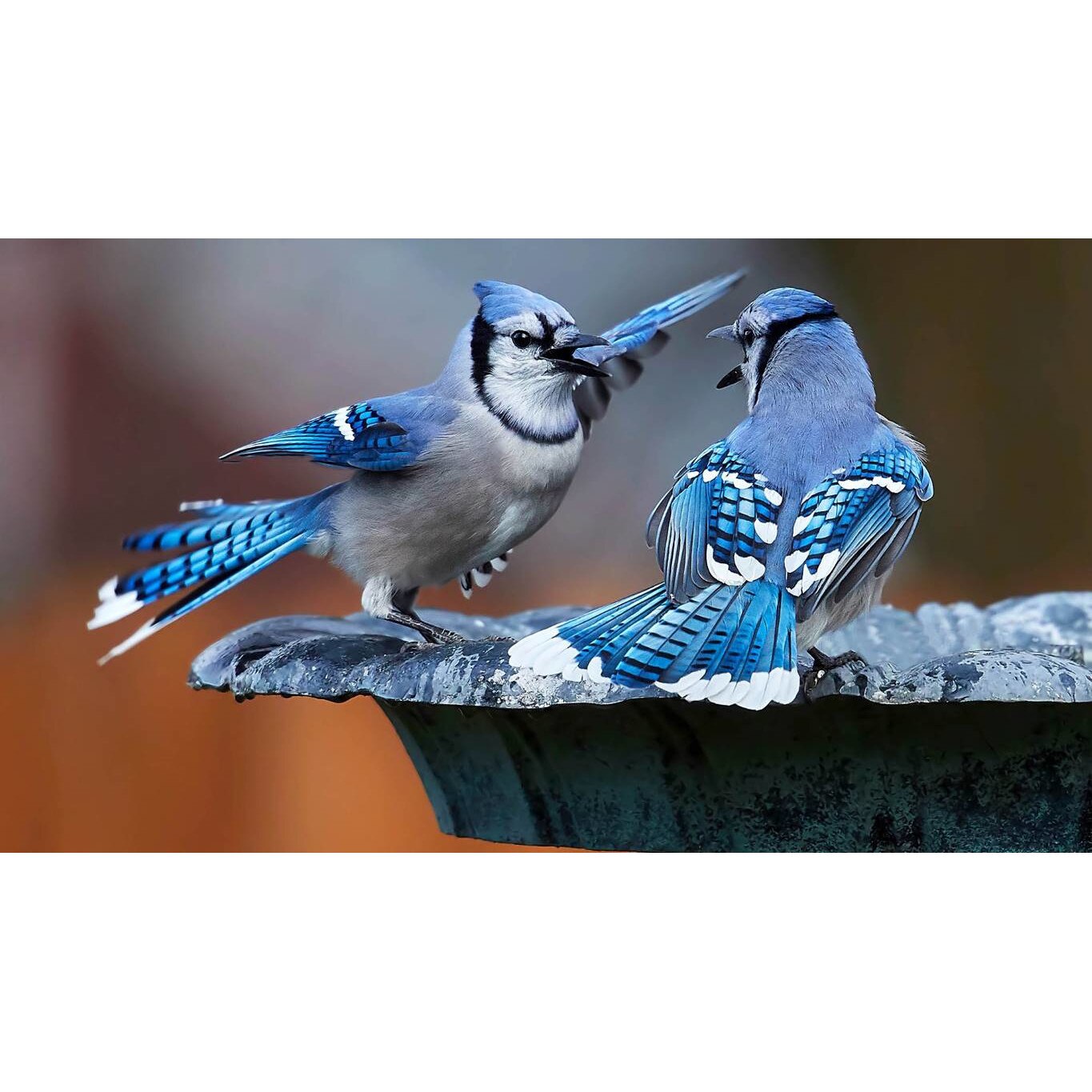 Tablou canvas 50x35 cm, Animale model 449