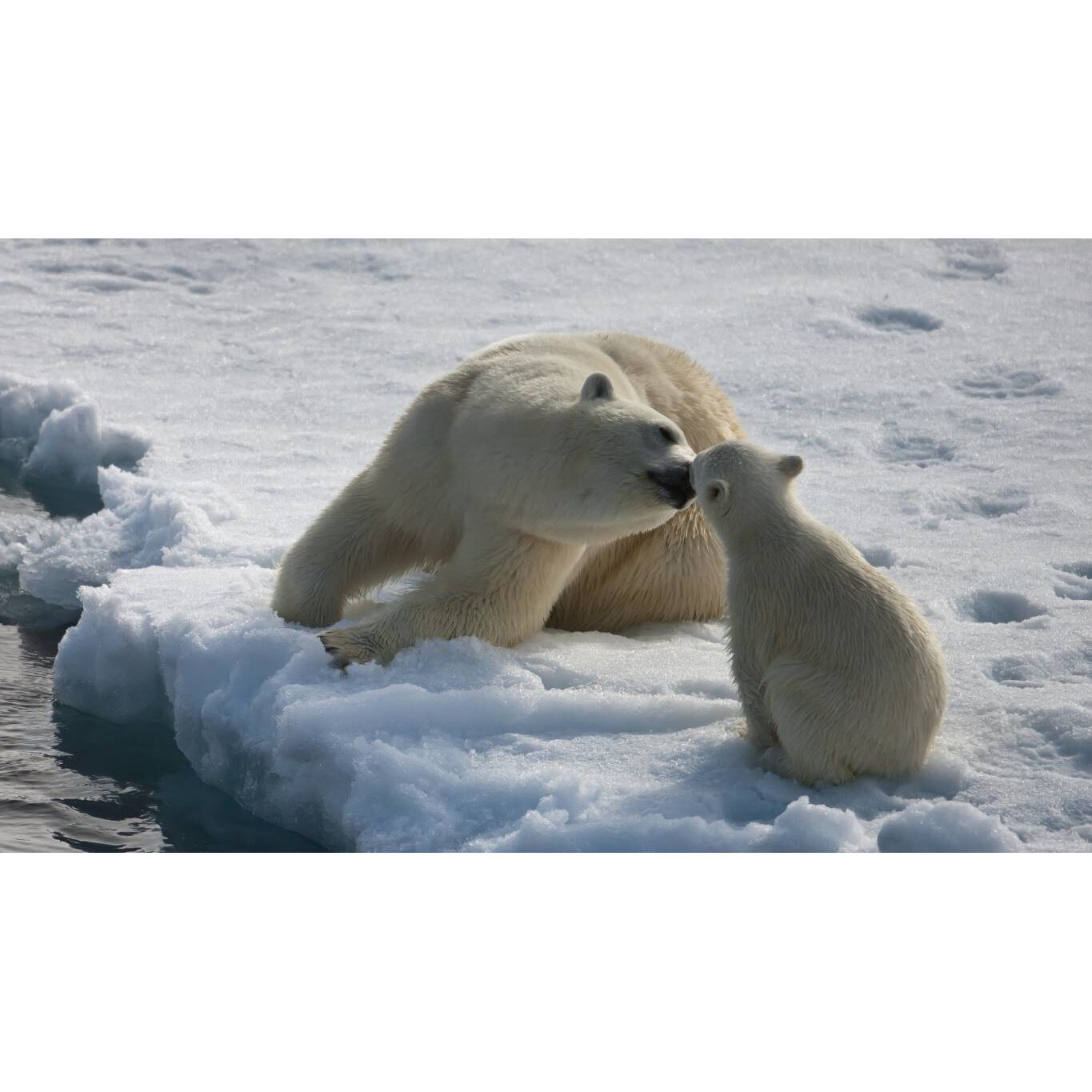 Tablou canvas 50x35 cm, Animale model 440