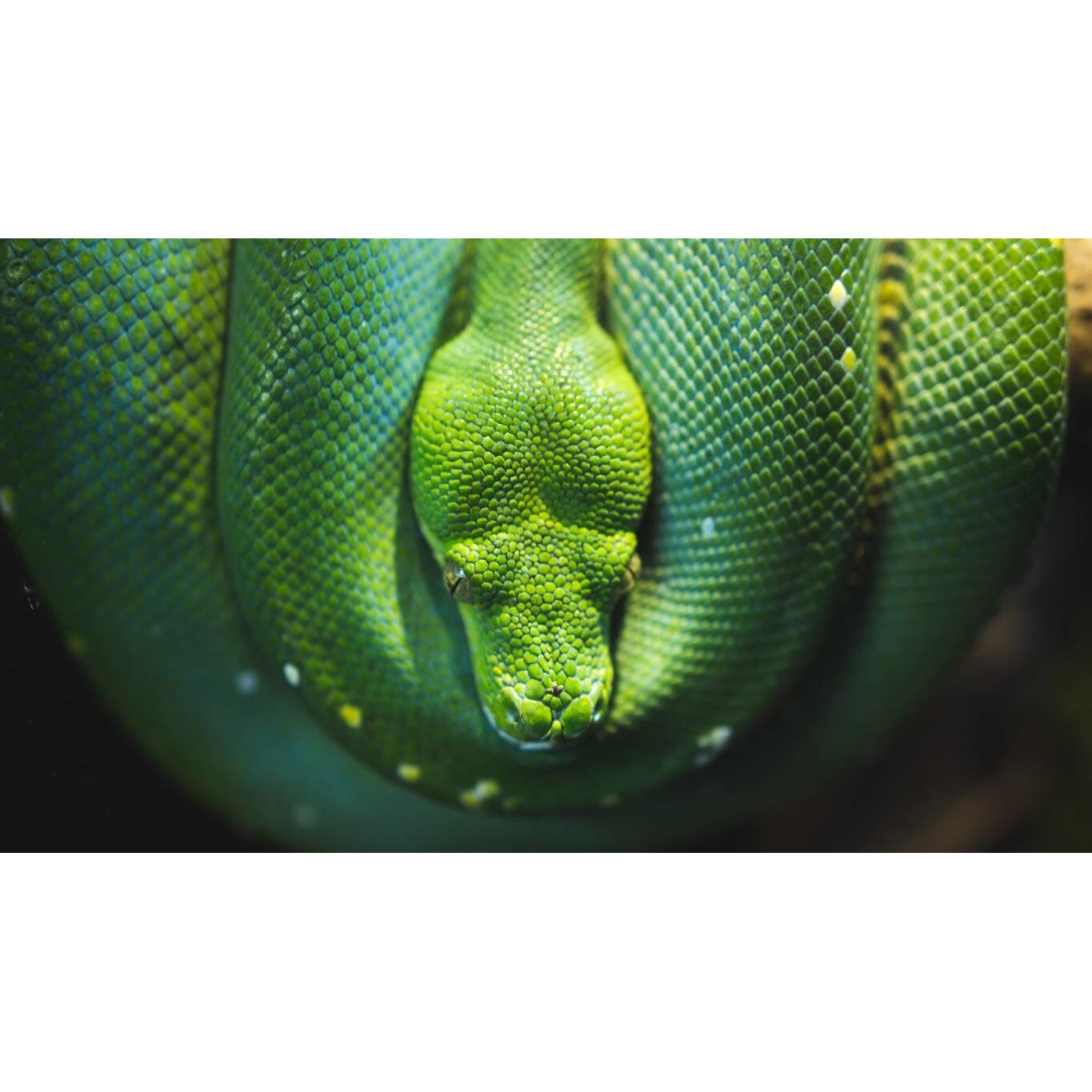 Tablou canvas 50x35 cm, Animale model 447