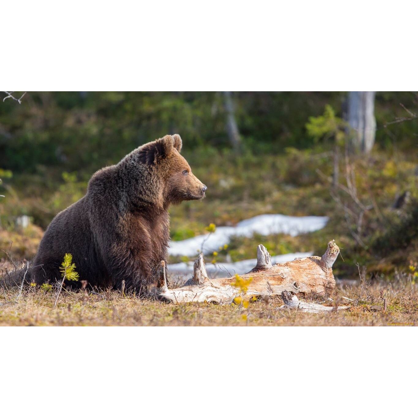 Tablou canvas 50x35 cm, Animale model 441