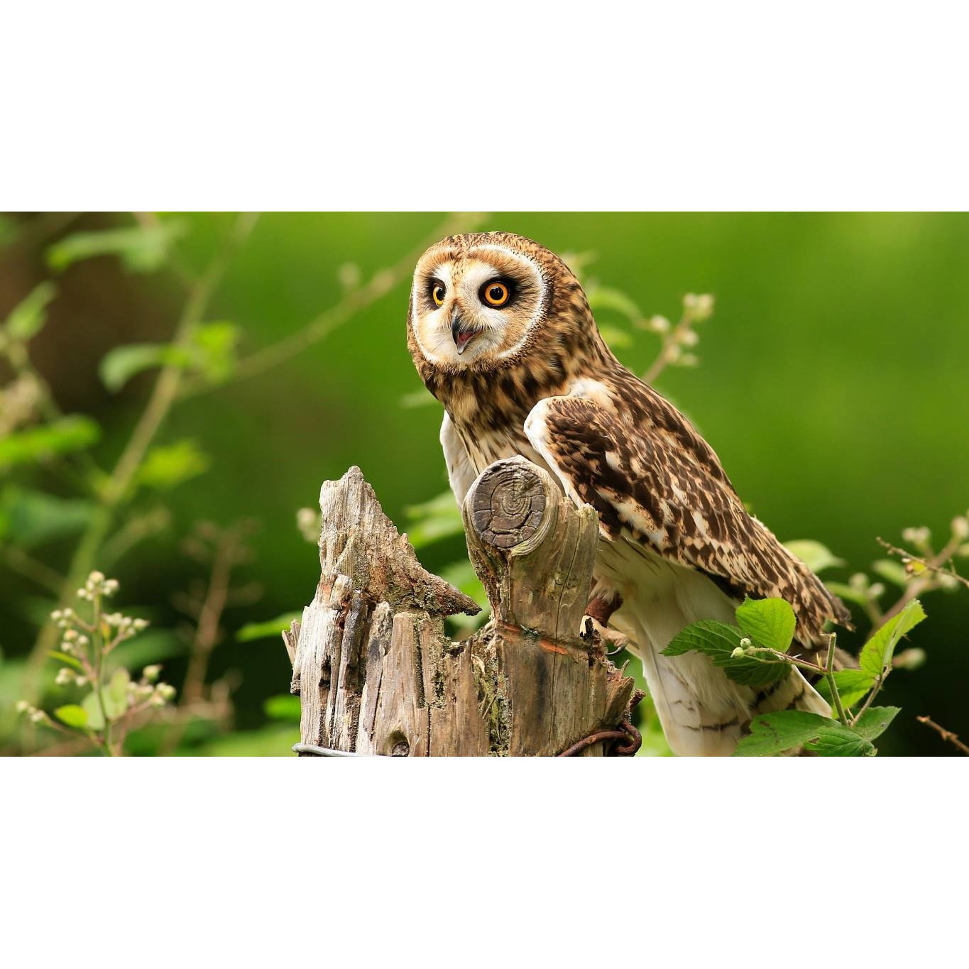 Tablou canvas 75x50 cm, Animale model 446