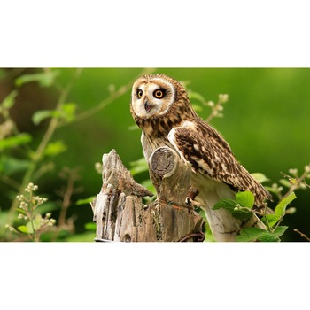 Tablou canvas 50x35 cm, Animale model 446 Tablou canvas 50x35 cm, Animale model 446