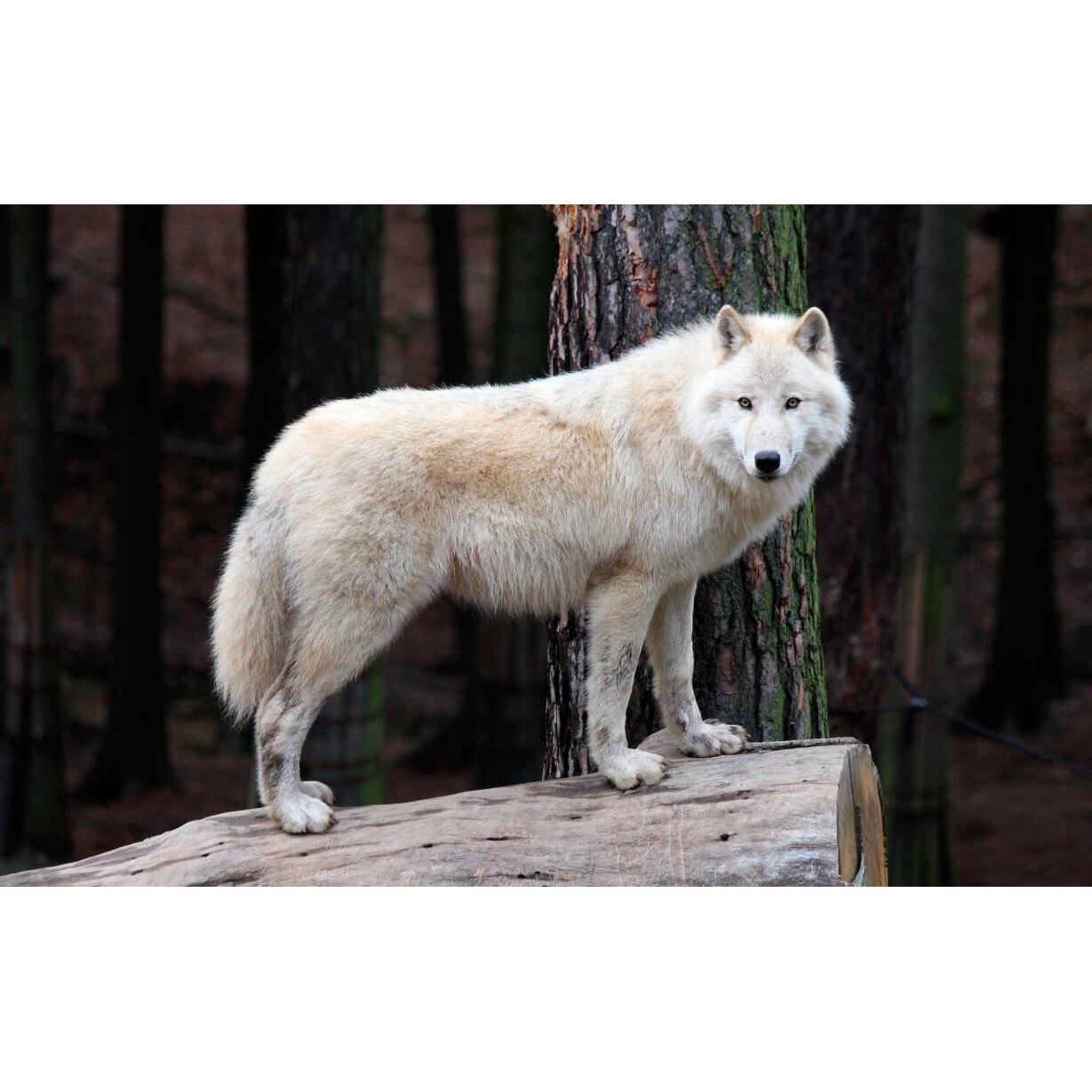 Tablou canvas 90x50 cm, Animale model 443