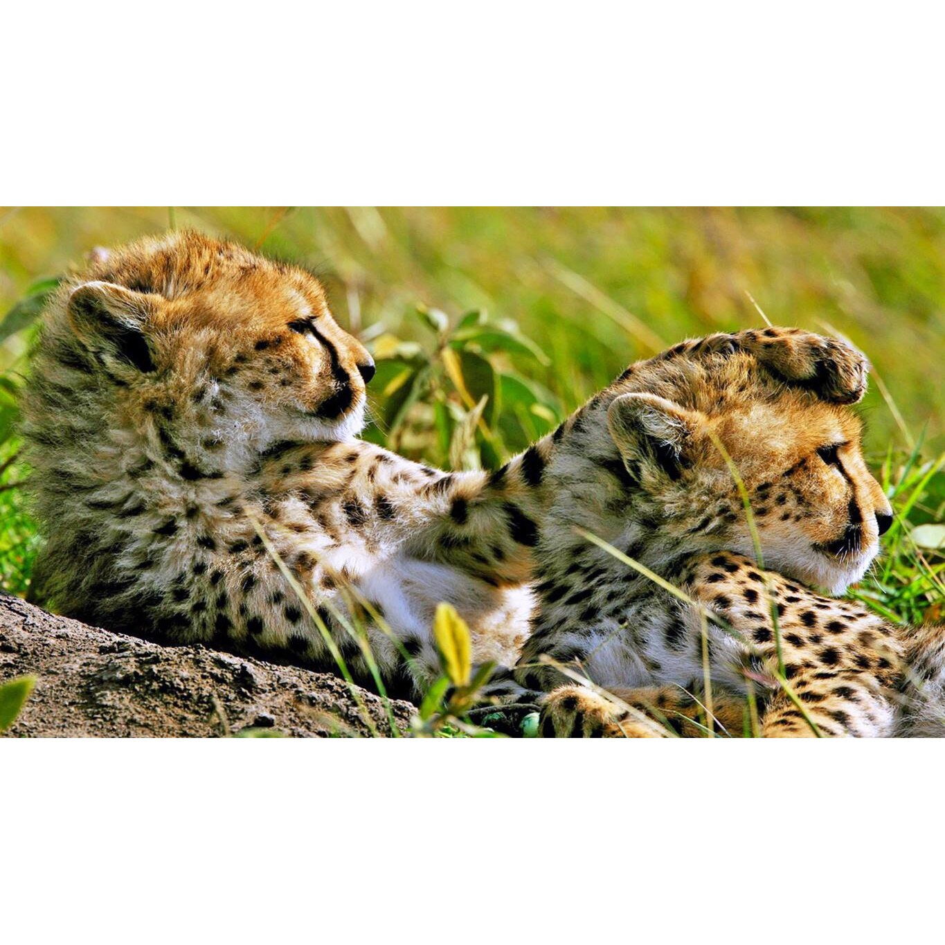 Tablou canvas 90x50 cm, Animale model 436