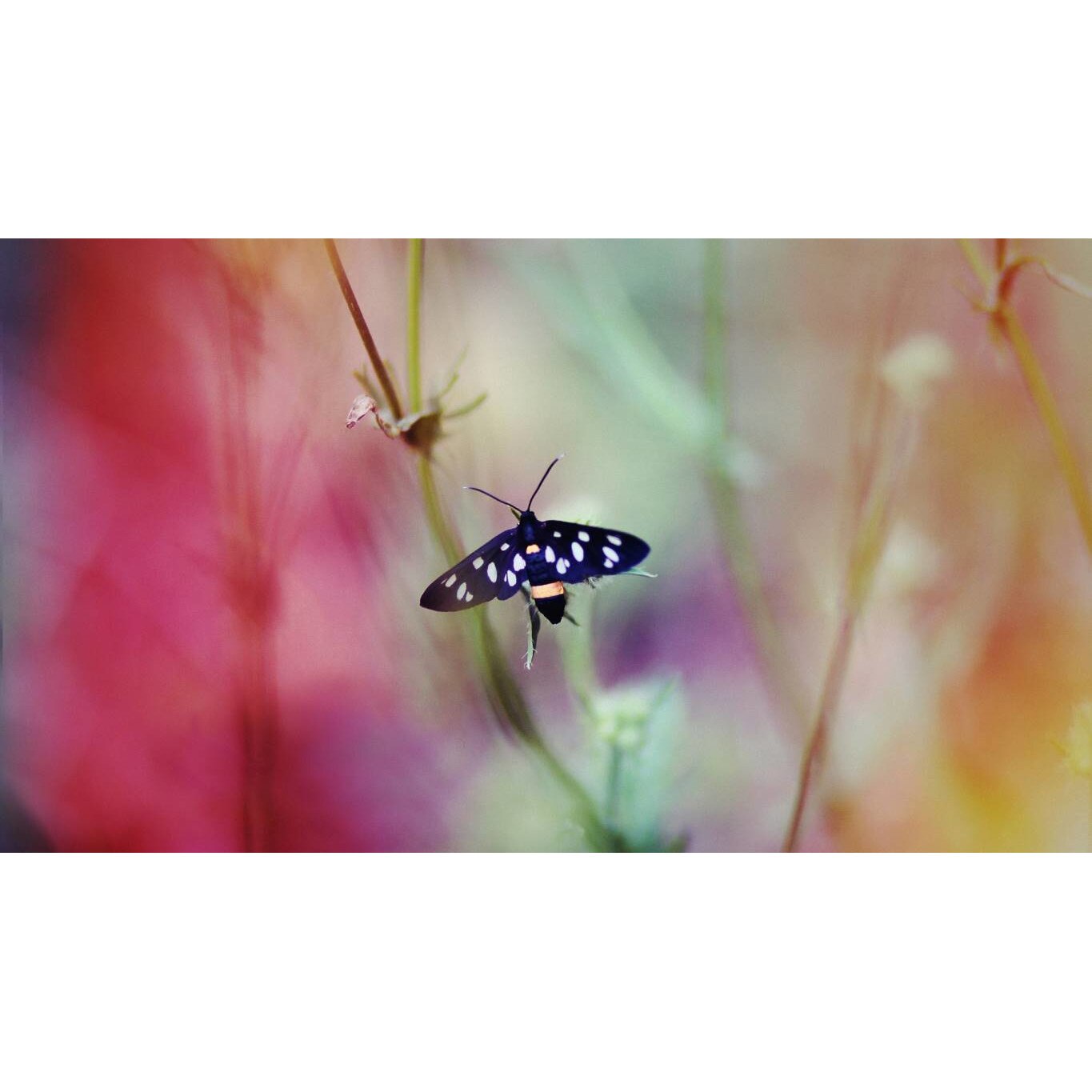 Tablou canvas 50x35 cm, Animale model 455