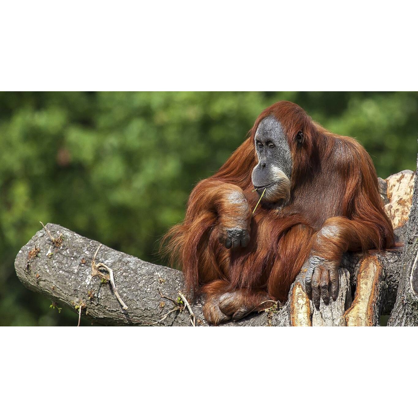 Tablou canvas 50x35 cm, Animale model 445