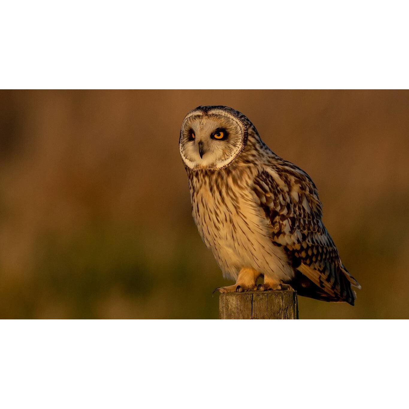 Tablou canvas 75x50 cm, Animale model 442