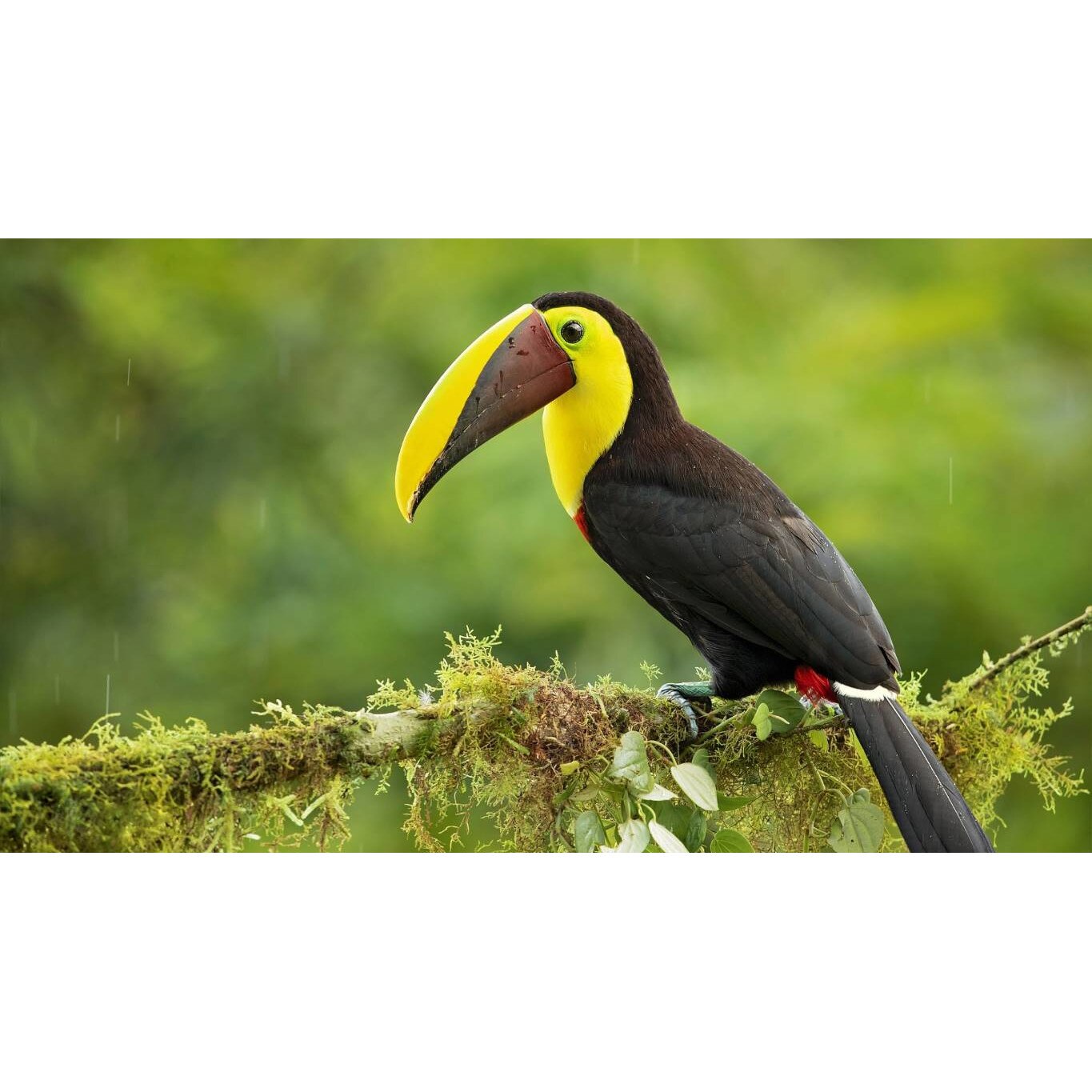 Tablou canvas 90x50 cm, Animale model 453