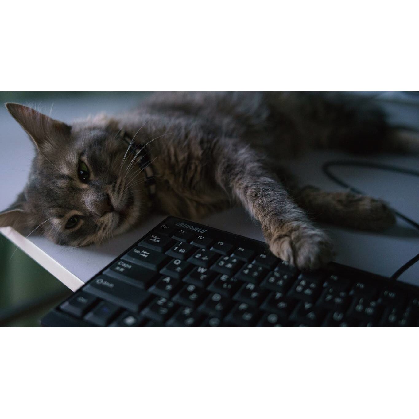 Tablou canvas 50x35 cm, Animale model 461