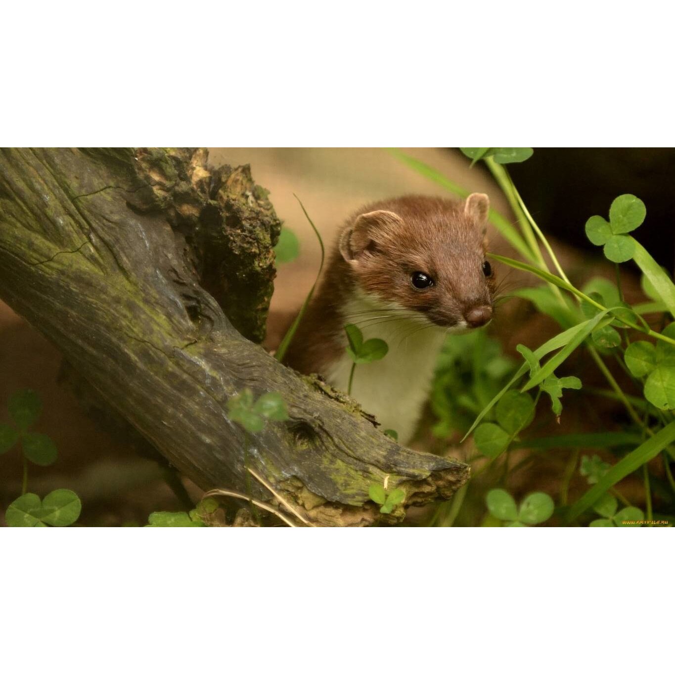 Tablou canvas 90x50 cm, Animale model 450