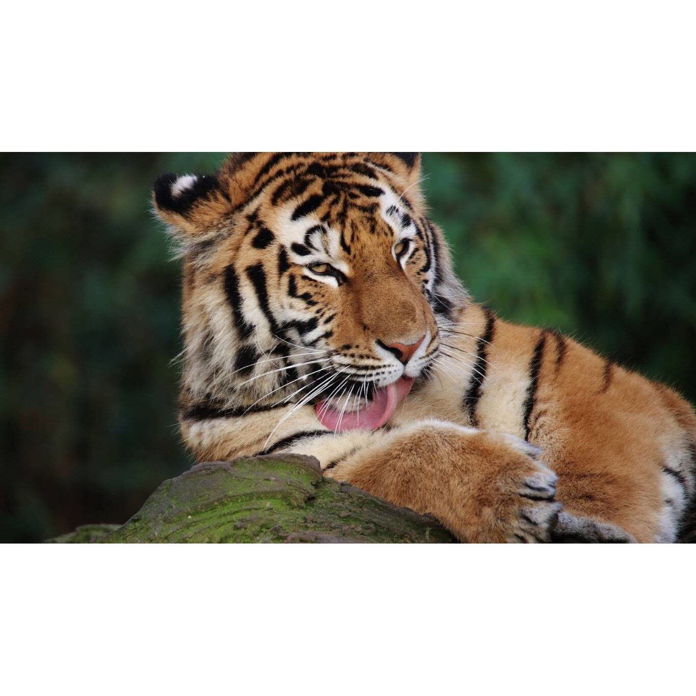 Tablou canvas 90x50 cm, Animale model 452