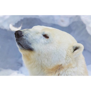 Tablou canvas 50x35 cm, Animale model 466 Tablou canvas 50x35 cm, Animale model 466