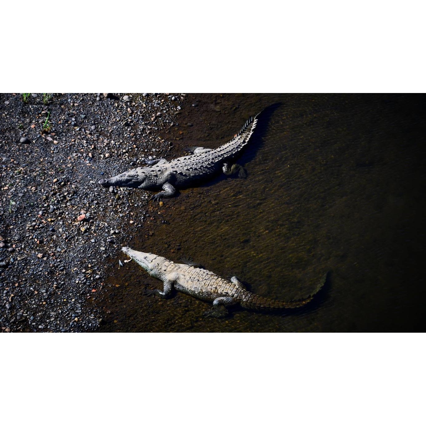 Tablou canvas 50x35 cm, Animale model 463