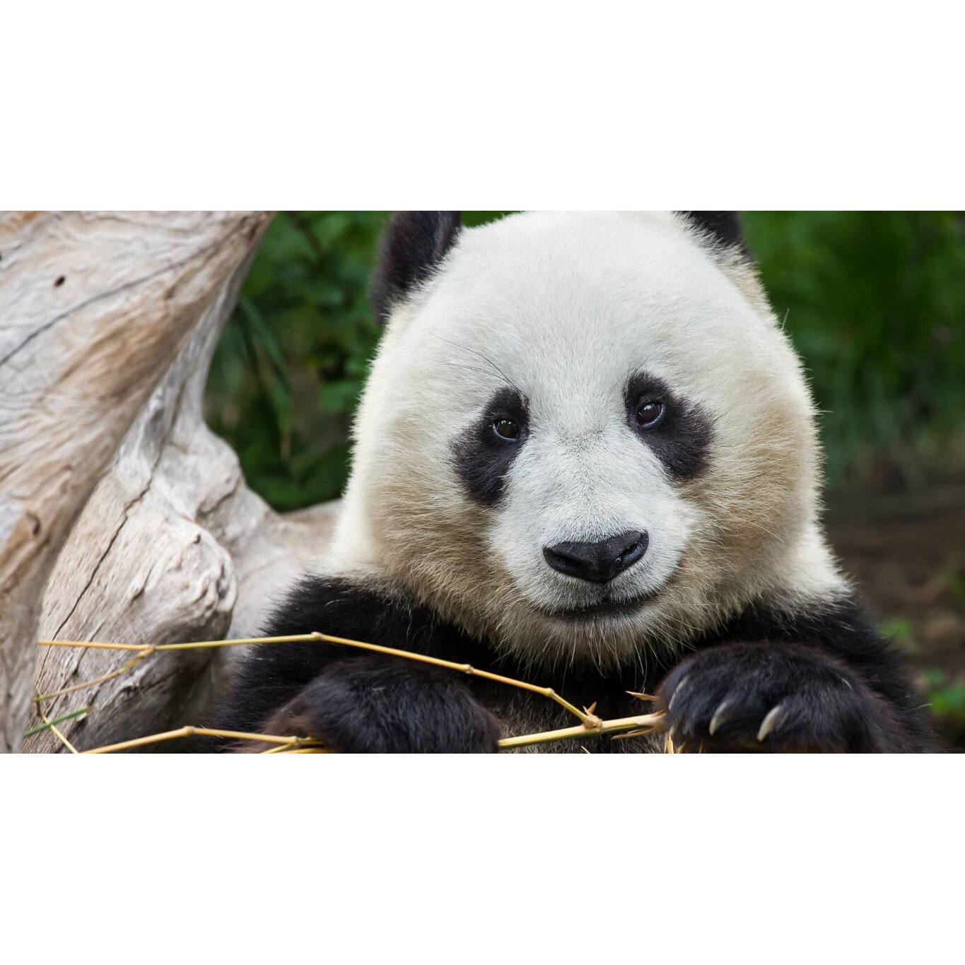 Tablou canvas 90x50 cm, Animale model 470