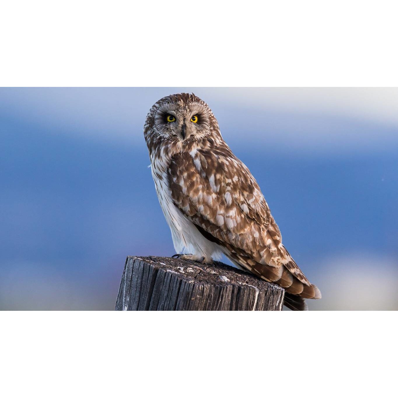 Tablou canvas 90x50 cm, Animale model 451