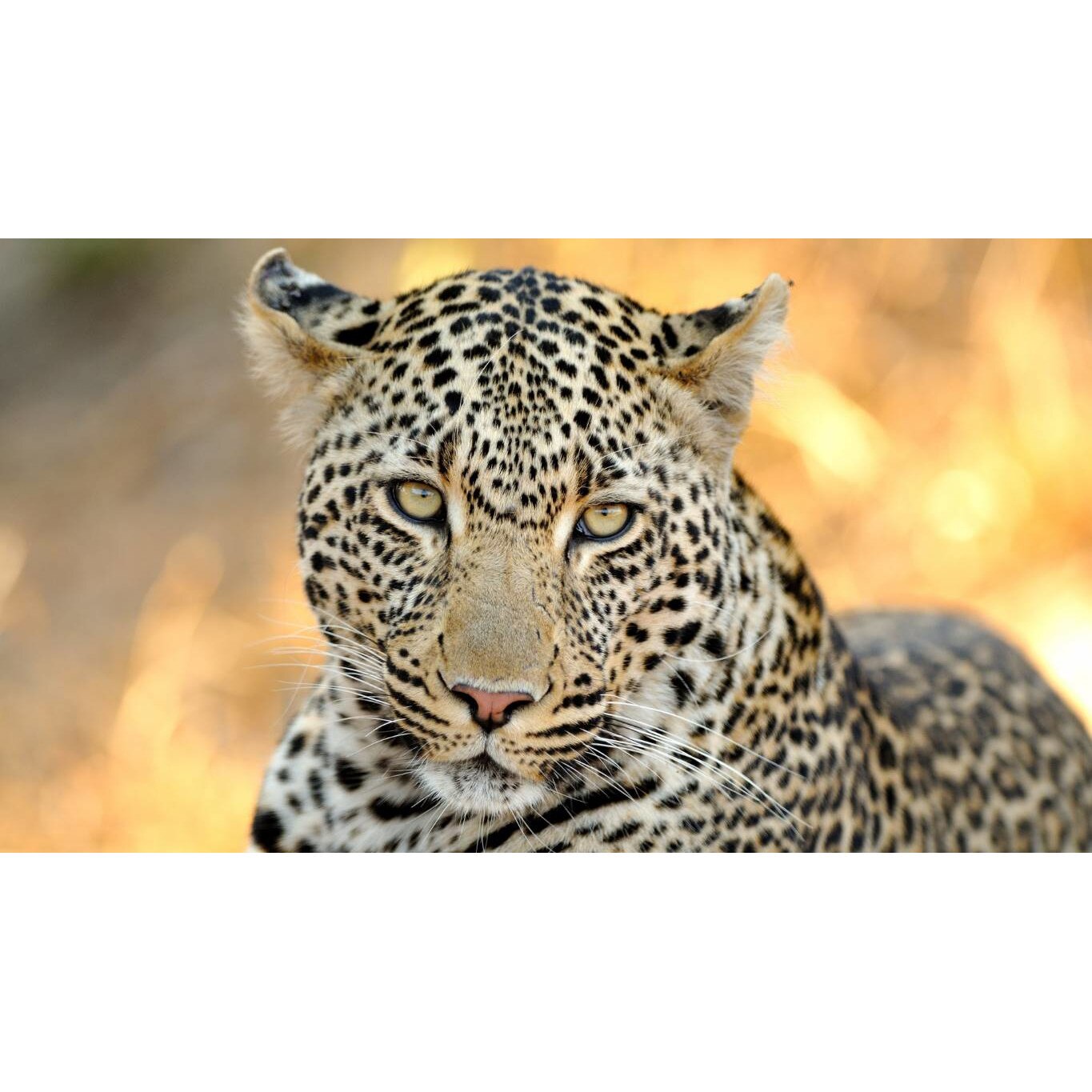 Tablou canvas 90x50 cm, Animale model 472