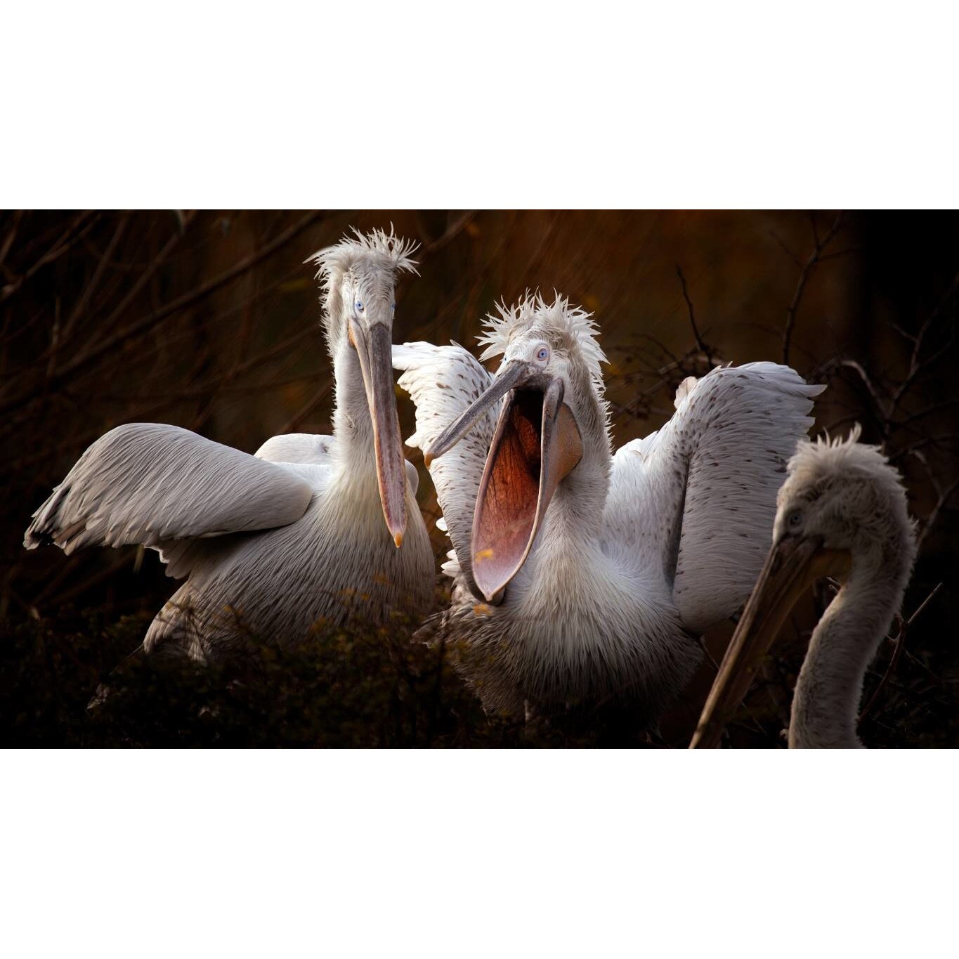 Tablou canvas 50x35 cm, Animale model 475