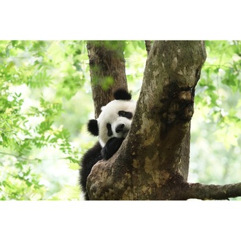 Tablou canvas 50x35 cm, Animale model 462 Tablou canvas 50x35 cm, Animale model 462