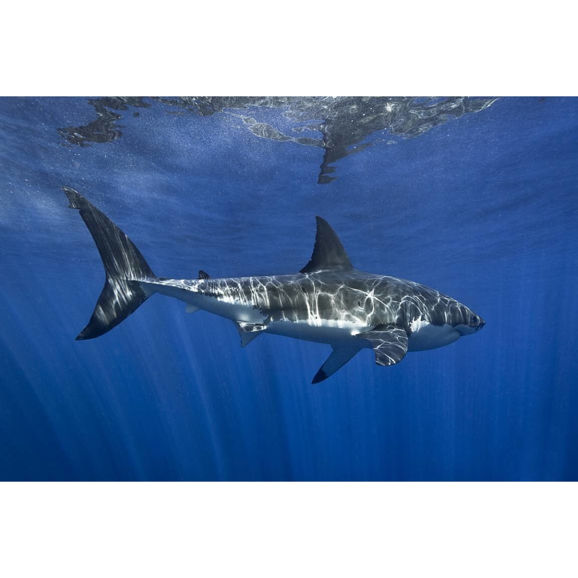 Tablou canvas 50x35 cm, Animale model 488